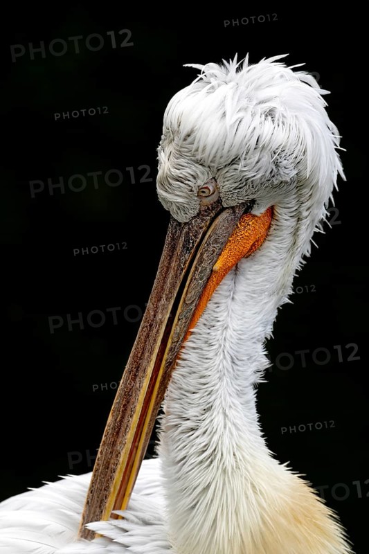 Krauskopf pelican (Pelecanus crispus), Tierwelt Herberstein, Herberstein, Styria, Austria