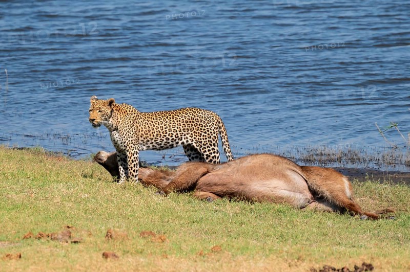 Leopard (Panthera pardus) with kill, waterbuck, Ihaha, Chobe National Park National Park, Botswana