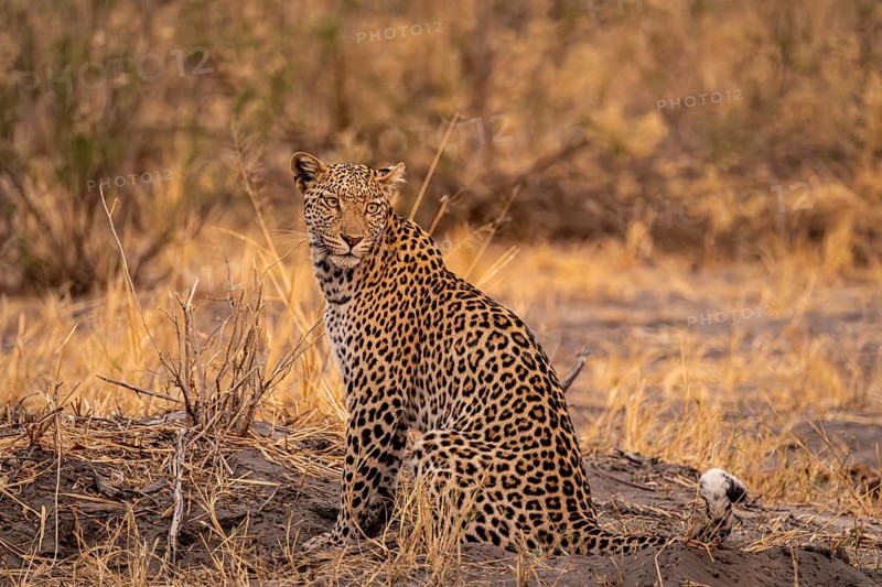 Female, leopard (Panthera pardus) sitting, dry grass, Savuti, Chobe National Park National Park, Botswana