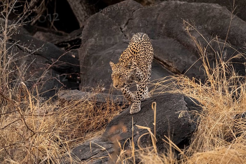 Female, leopard (Panthera pardus) in rocks, Savuti, Chobe National Park, Botswana