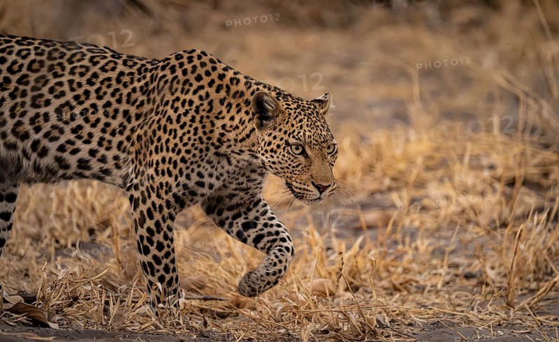Female, leopard (Panthera pardus) sneaks through dry grass, Savuti, Chobe National Park, Botswana