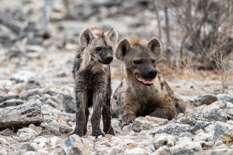 Spotted hyena or spotted hyena (Crocuta crocuta) with young animal, Etosha National Park, Namibia