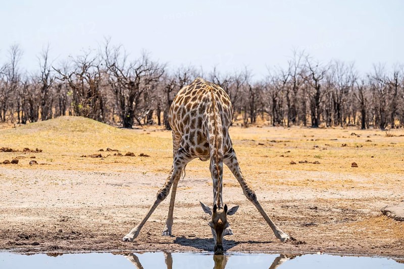 Angola giraffe (Giraffa giraffa angolensis), giraffe drinking at a waterhole, Etosha National Park, Namibia