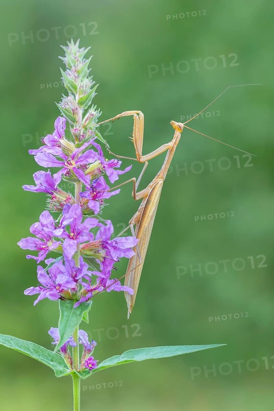 Praying mantis (Mantis religiosa), Littlewood Ranch, Limbach, Burgenland, Austria