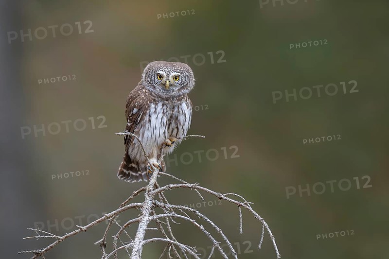 Sparrow owl (Glaucicium passerinum) sitting on the tip of a spruce tree, Pillberg, Pill, Tyrol, Austria