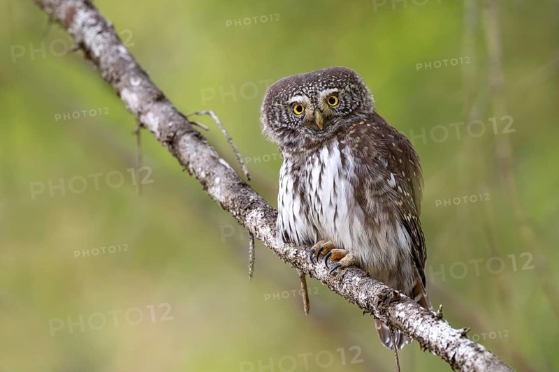 Sparrow owl (Glaucicium passerinum) sitting on a branch, Pillberg, Pill, Tyrol, Austria