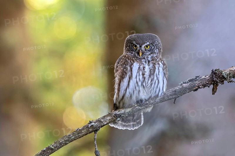 Sparrow owl (Glaucicium passerinum) sitting on a branch, Hausstatt, Weerberg, Tyrol, Austria