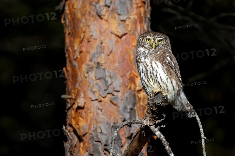Sparrow owl (Glaucicium passerinum) sitting on a branch, Heuberg, Stans, Tyrol, Austria