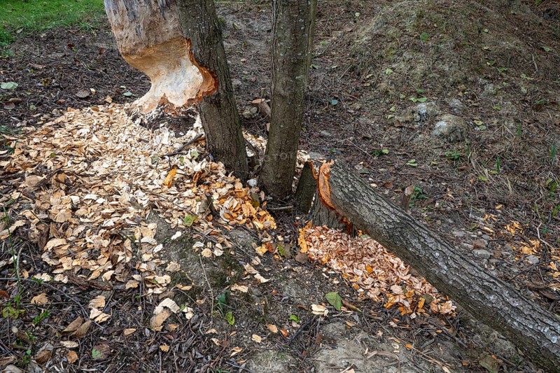 European beaver (Castor fiber), eating marks, Littlewood Ranch, Limbach, Burgenland, Austria