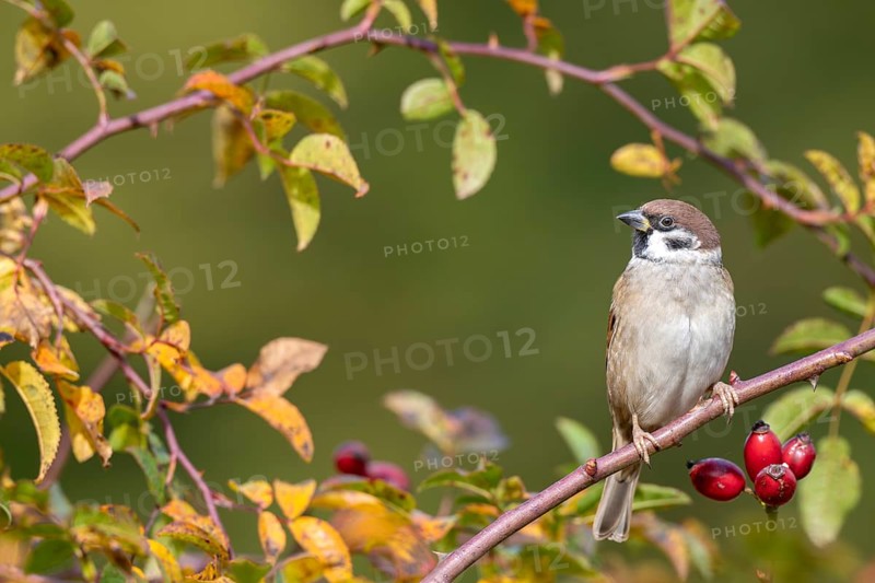 Tree sparrow (Passer montanus) sitting in a wild rose bush, Littlewood Ranch, Limbach, Burgenland, Austria
