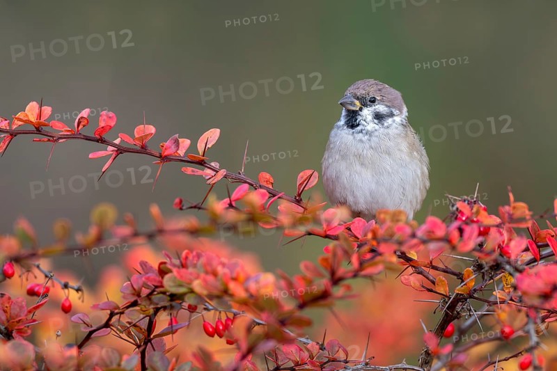 Tree sparrow (Passer montanus) sitting in a barberry bush, Littlewood Ranch, Limbach, Burgenland, Austria