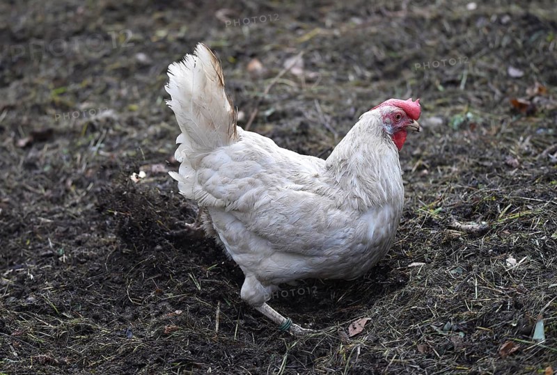 Hen, Gallus gallus domesticus, looking for food in a free-range farm, organic farming, Saxony-Anhalt, Germany