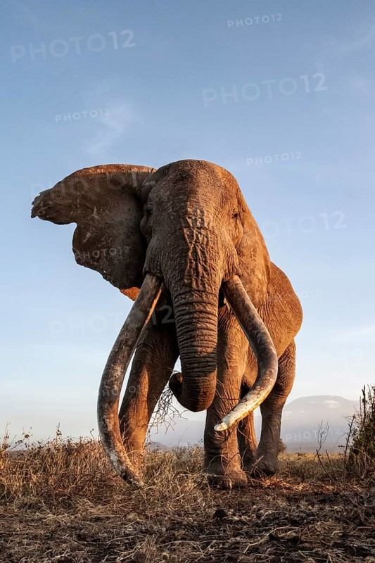 African elephant (Loxodonta africana), the famous Super Tusker elephant Craig, old male with long tusks, evening light, Amboseli, Kajiado County, Kenya