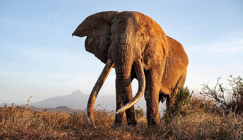 African elephant (Loxodonta africana) with Kilimanjaro, the famous Super Tusker elephant Craig, old male with long tusks, evening light, Amboseli, Kajiado County, Kenya