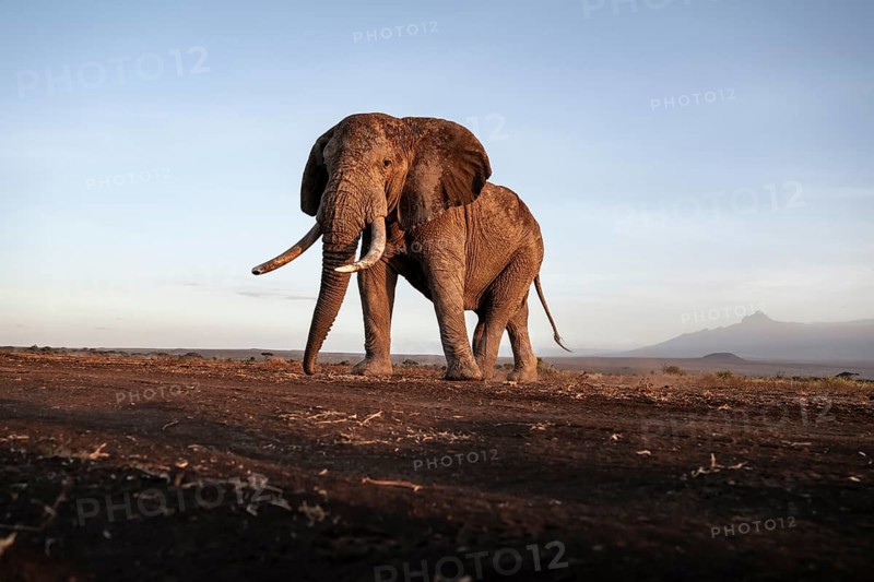 African elephant (Loxodonta africana), the famous Super Tusker elephant Craig, old male with long tusks, evening light, Amboseli, Kajiado County, Kenya