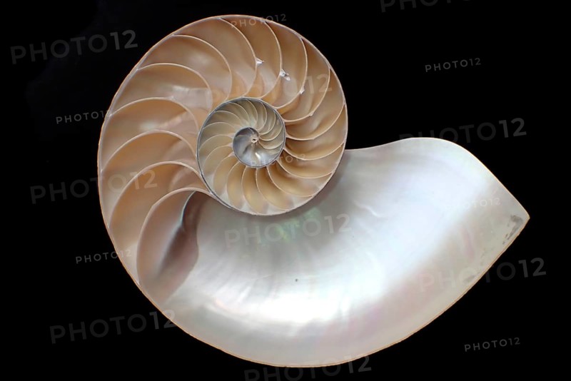 Pearl boat (Nautilus pompilius), Nautilidae family, interior view of the bowl, phragmocon, spiral, air-filled chambers with the help of which the Nautilus tars, living chamber, Philippines