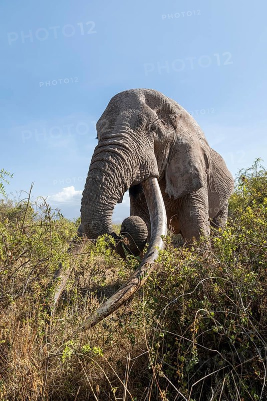 African elephant (Loxodonta africana) eats leaves, the famous Super Tusker elephant Craig, old male with long tusks, Kajiado County, Kenya