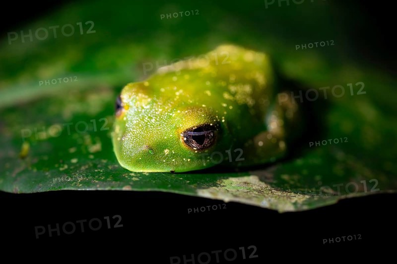 Forest climbing frog (Leptopelis barbouri) in the jungle, night view, Amani Forest Reserve, Tanzania