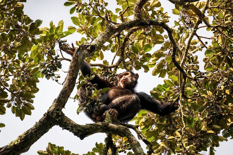Chimpanzee (Pan Troglodytes), adult male feeding in the treetop in the jungle, Murchison Falls National Park, Uganda