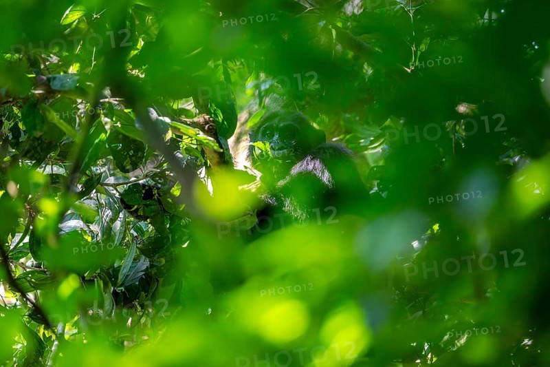 Chimpanzee (Pan Troglodytes), adult male in a jungle tree, Murchison Falls National Park, Uganda
