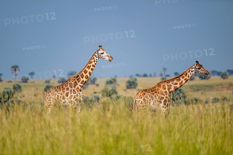 Rothschild giraffes in Murchison Falls National Park, Uganda
