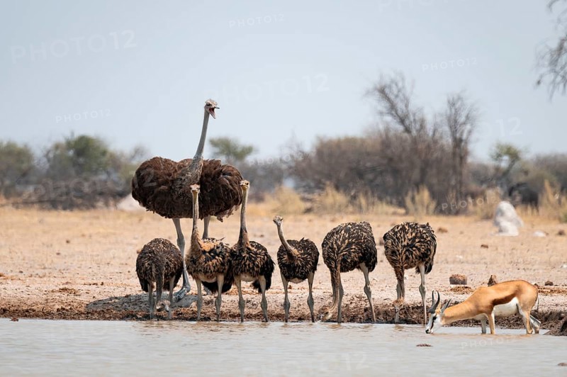 African ostrich (Struthio camelus), funny animal family, mother and six juvenile young animals, group drinking at the waterhole, Nxai Pan National Park, Botswana