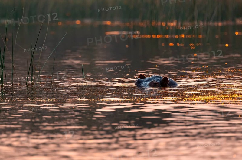 Evening mood, hippo (Hippopotamus amphibius) in the Okavango Delta, Botswana