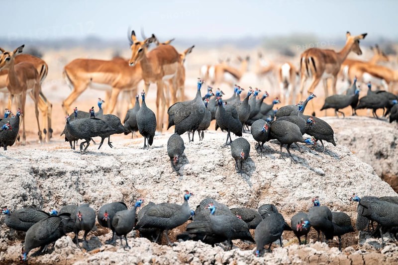 Helmet guinea fowl (Numida meleagris), swarm at the waterhole, Nxai Pan National Park, Botswana