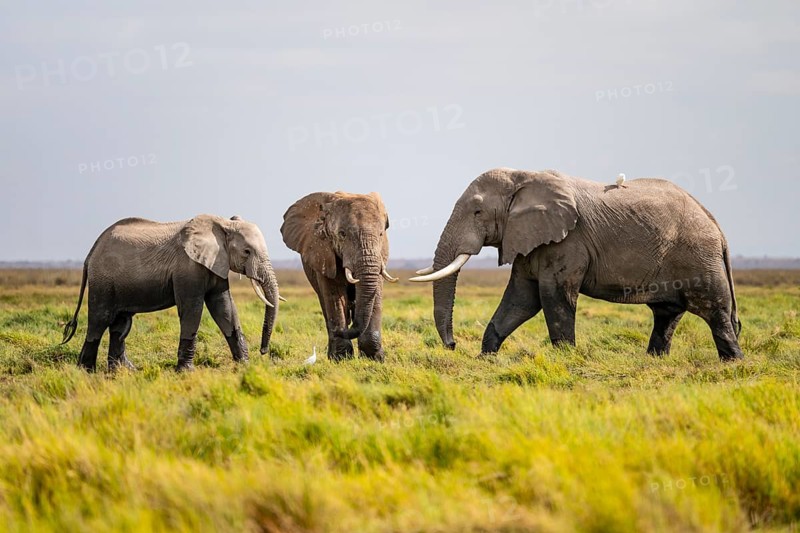 African elephant (Loxodonta africana), Amboseli National Park, Rift Valley Province, Kenya