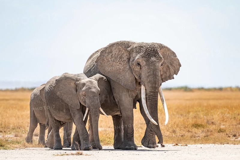 Arid Landscape, African Elephant (Loxodonta africana), Amboseli National Park, Rift Valley Province, Kenya