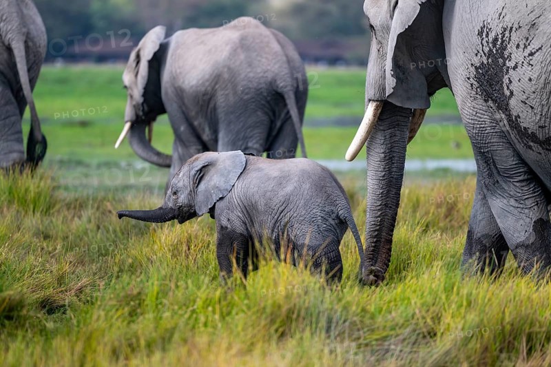 African elephant (Loxodonta africana) with baby, young and dam, Amboseli National Park, Rift Valley Province, Kenya