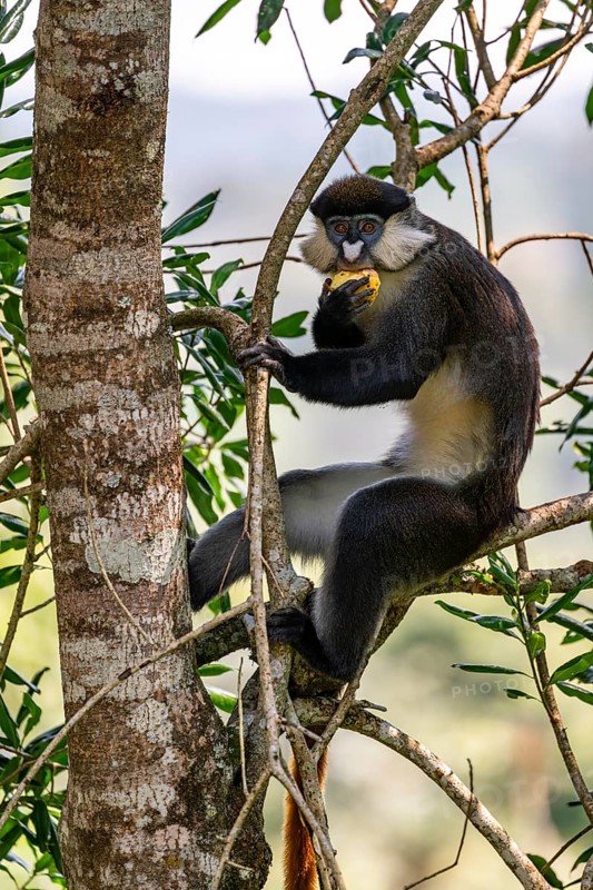 Red-tailed monkeys or Congo white-nosed monkeys (Cercopithecus ascanius schmidti), Kibale National Park, Uganda