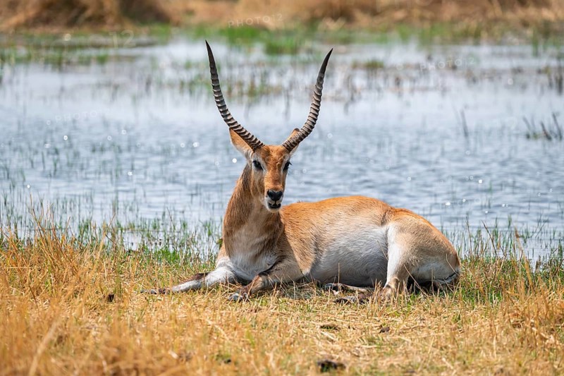 Letschwe or litchi bog antelope (Kobus leche), adult male, in tall dry grass, Okavango Delta, Moremi Game Reserve, Botswana