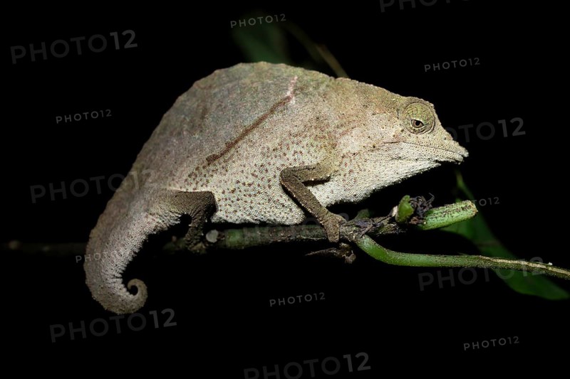 Zomba dwarf chameleon (Rieppeleon brachyurus), white chameleon on a branch at night, Amani Nature Forest Reserve, Eastern Usambara Mountains, Tanga, Tanzania