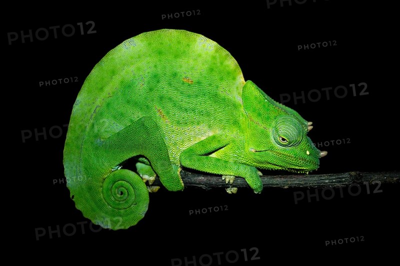 Usambara three-horned chameleon (Trioceros deremensis), chameleon on a branch at night, Amani Nature Forest Reserve, Eastern Usambara Mountains, Tanga, Tanzania