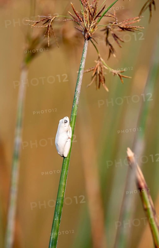 Marble redfrog (Hyperolius marmoratus), white frog sitting on a papyrus, Xakanaxa Lagoon, Okavango Delta, Moremi Game Reserve, Botswana