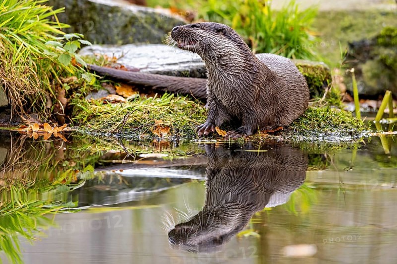 Otter sits attentively at the water's edge, reflection visible, An otter on the shore (Lutra Lutra)