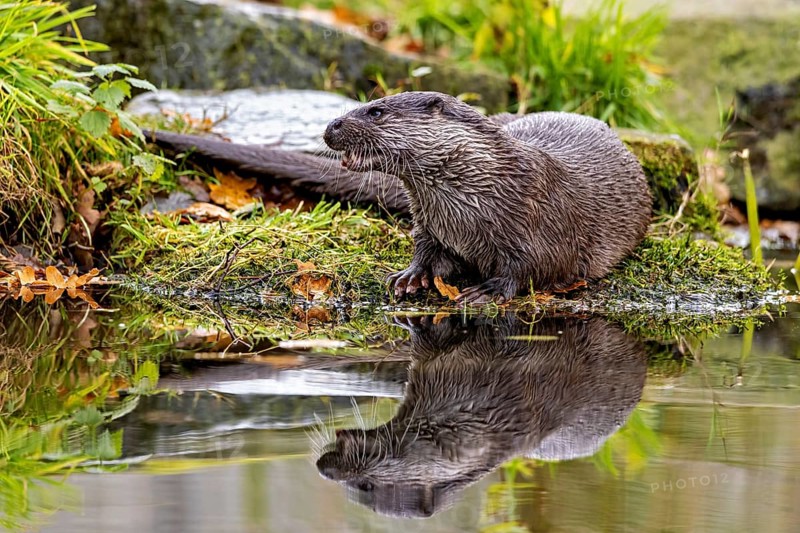 Otter sits attentively on the shore, reflections visible in the water, An otter on the shore (Lutra Lutra)