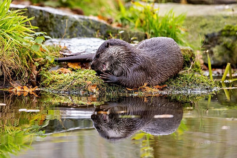 An otter resting on moss at the pond, reflecting in the water, an otter on the shore (Lutra Lutra)