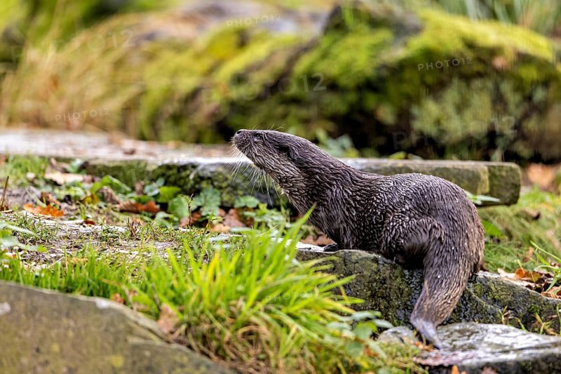 An otter climbs a moss-covered slope surrounded by stones and greenery, An otter on the shore (Lutra Lutra)