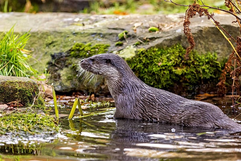 An otter swims in water surrounded by moss-covered stones, An otter on the shore (Lutra Lutra)
