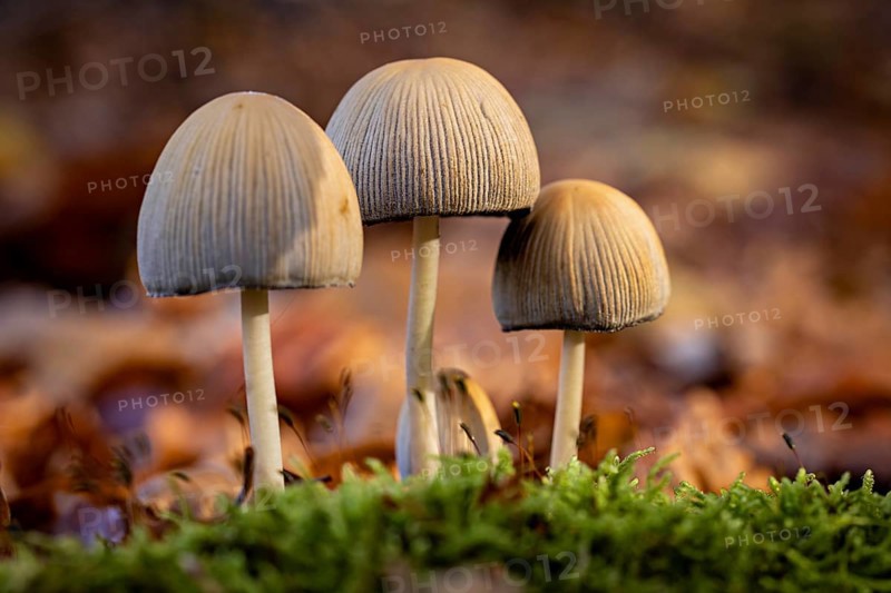 Three mushrooms in lush moss surrounded by blurred leaves in autumn, The common mica tintling (Coprinellus micaceus) on the forest floor of Reinhardswald in Hesse