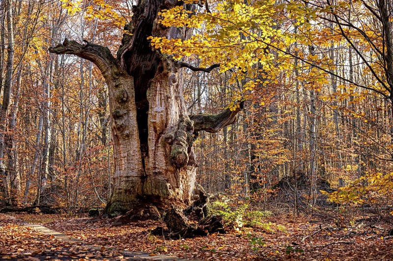 Old tree with sprawling branches in autumn forest, surrounded by colorful foliage, The old oaks of the Reinhardswald jungle near Hofgeismar