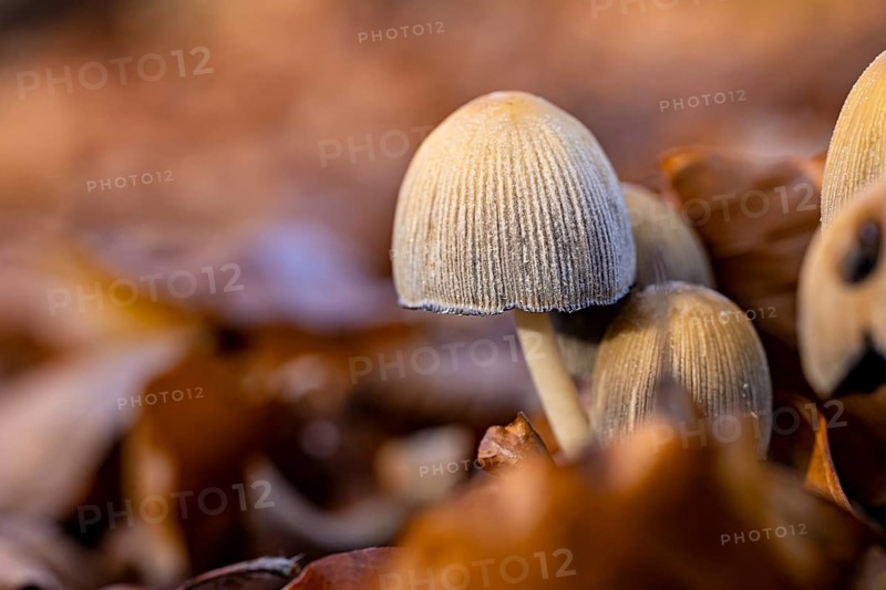 Close-up of mushrooms in autumn leaves, warm colors, autumnal atmosphere, The common glimmertintling (Coprinellus micaceus) on the forest floor of Reinhardswald in Hesse