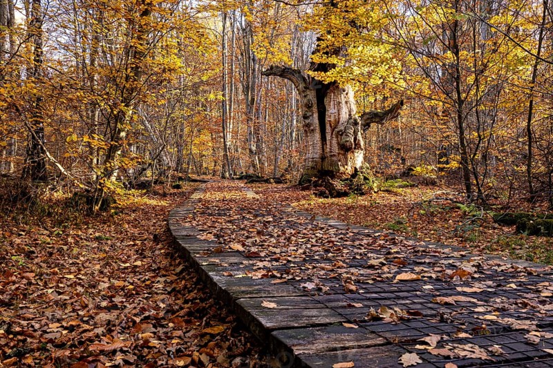 Holzsteg leads through an autumnal forest with a distinctive old tree, The old oaks of the Reinhardswald jungle near Hofgeismar