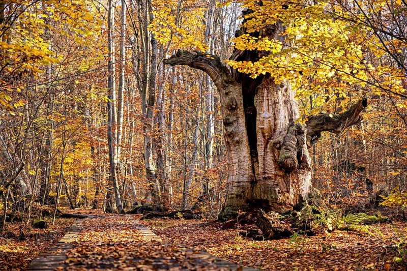 Large tree in autumn forest, surrounded by colorful leaves, next to a wooden walkway, The old oaks of the Reinhardswald jungle near Hofgeismar