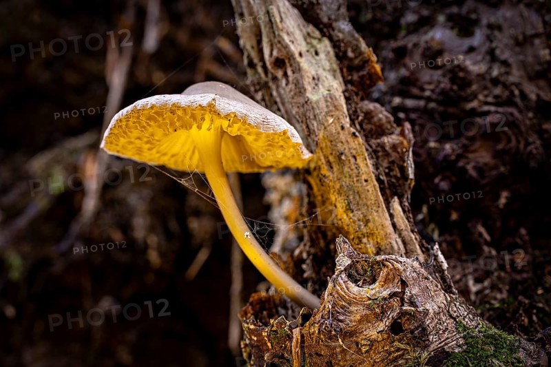 A mushroom with yellow details grows from a tree trunk in the forest, the mouse tail ruebling (Baeospora myosura) on a tree trunk of the Reinhardswald in Hesse