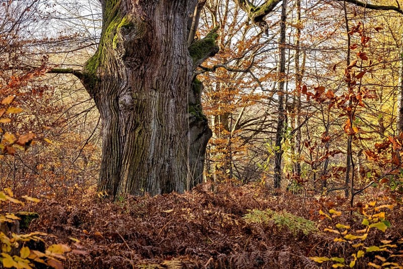 An old tree stands in autumn forest, surrounded by dry leaves and moss, The old oaks of the Reinhardswald jungle near Hofgeismar