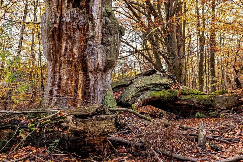 Large tree stump and fallen trees between colorful autumn leaves in the forest, The old oaks of the Reinhardswald jungle near Hofgeismar