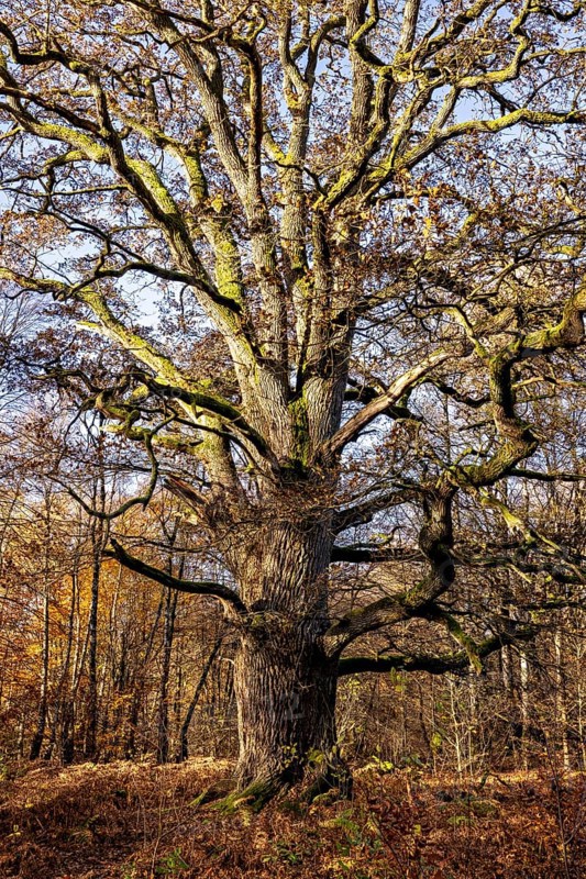 A large, branched tree in an autumnal forest, The old oaks of the Reinhardswald jungle near Hofgeismar